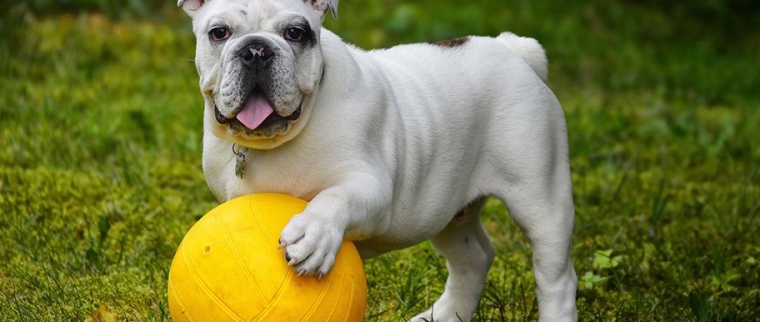 Physiothérapie pour chien